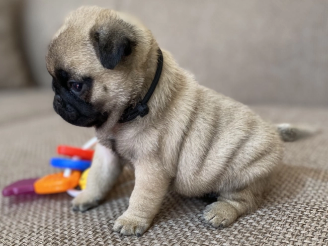 Mops Welpe kaufen