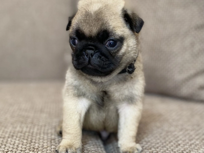 Mops Welpe kaufen