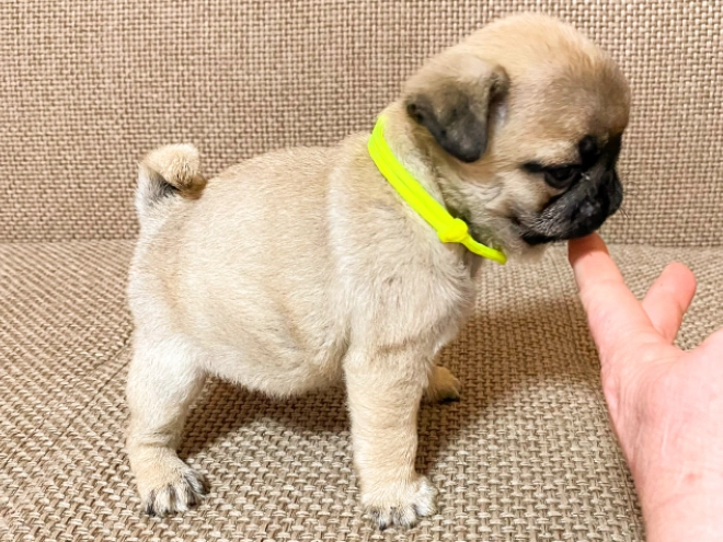 Perros Carlino en venta