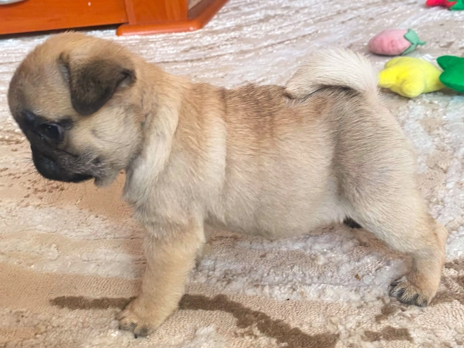 Perros Carlino en venta