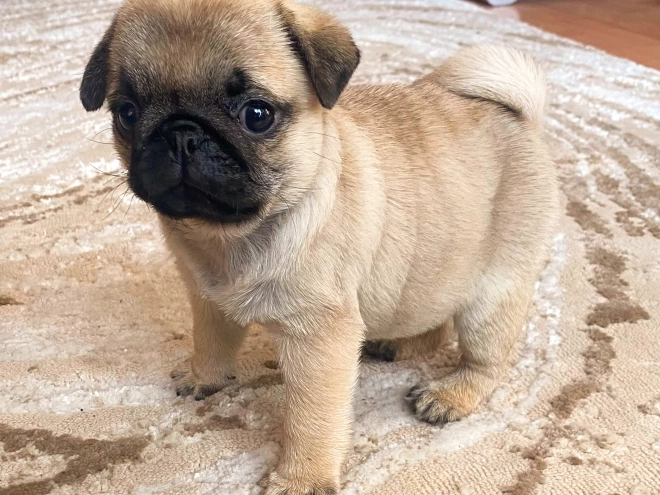 Perros Carlino en venta