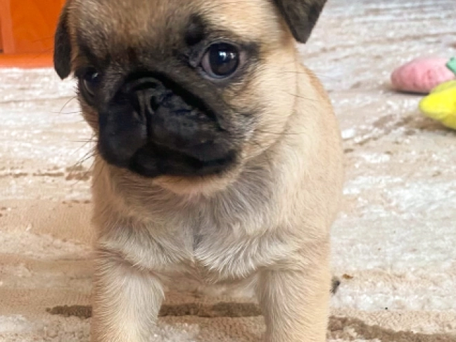 Perros Carlino en venta
