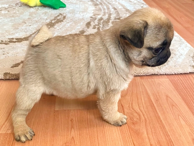 Perros Carlino en venta