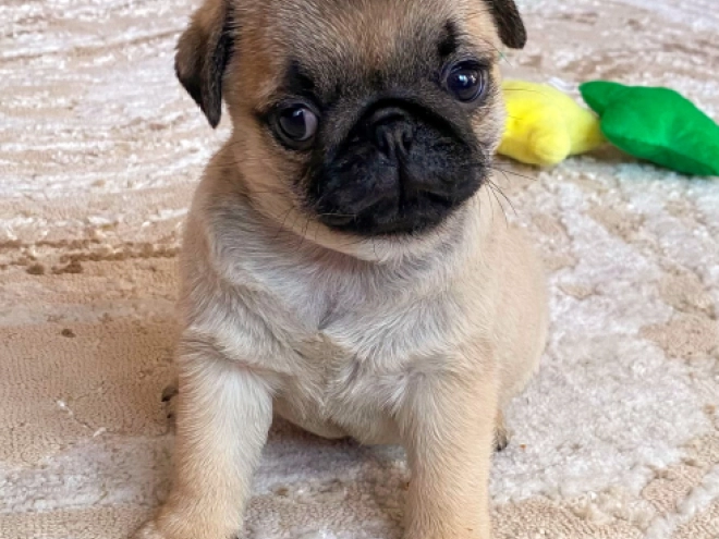 Perros Carlino en venta