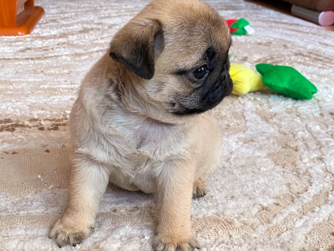 Perros Carlino en venta