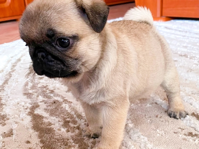 Perros Carlino en venta