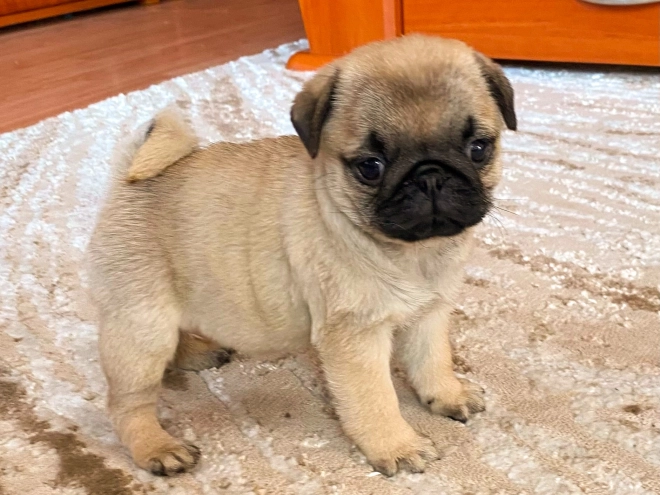 Perros Carlino en venta