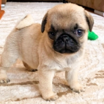 Olive, fawn Pug for sale