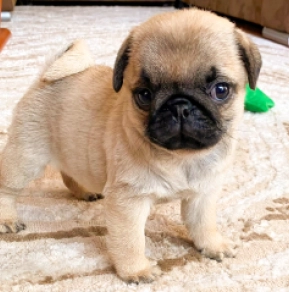 Perros Carlino en venta