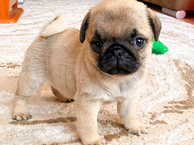 Perros Carlino en venta