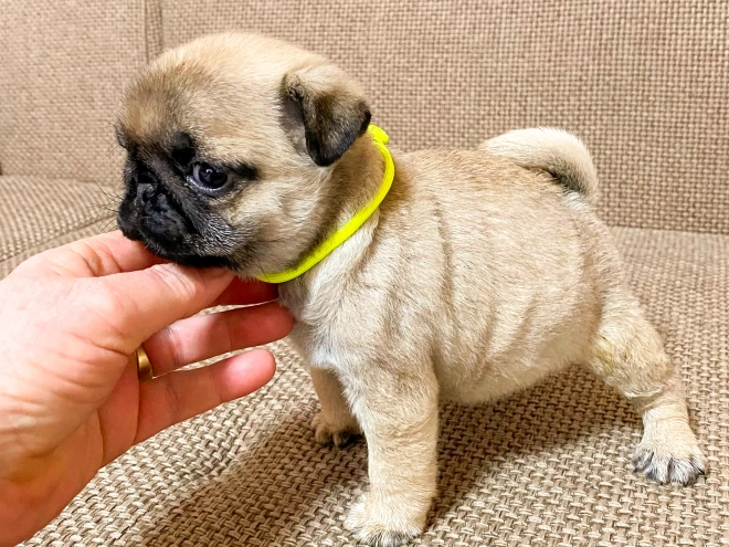 Perros Carlino en venta