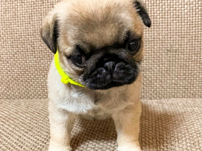 Perros Carlino en venta
