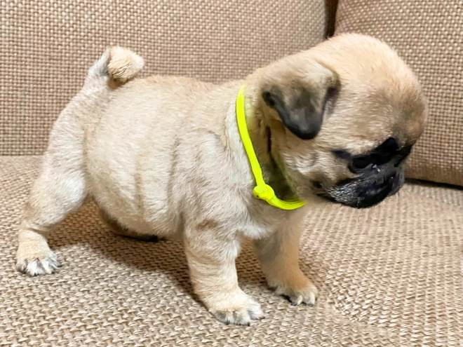 Perros Carlino en venta
