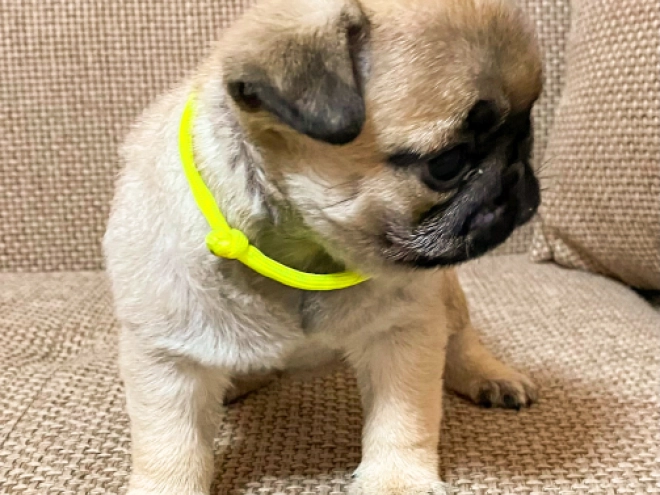 Perros Carlino en venta