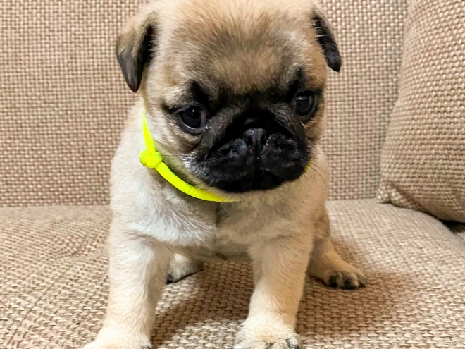 Perros Carlino en venta