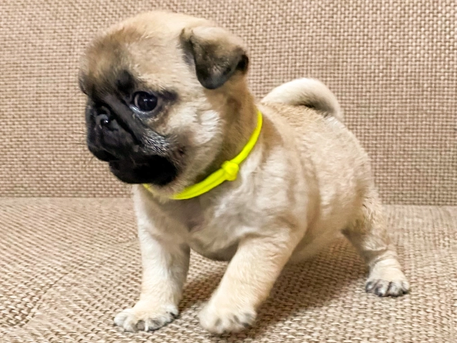 Perros Carlino en venta