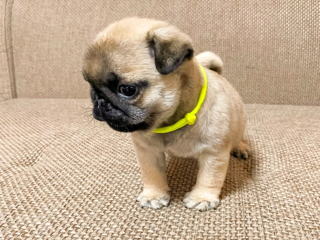 Perros Carlino en venta