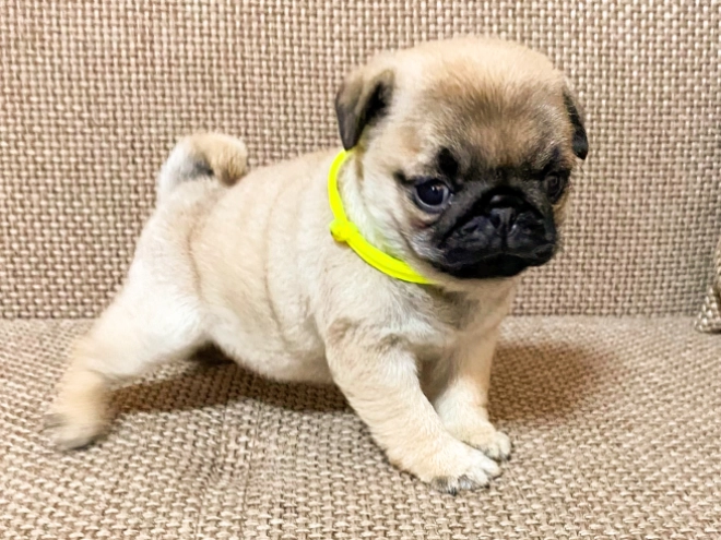 Perros Carlino en venta