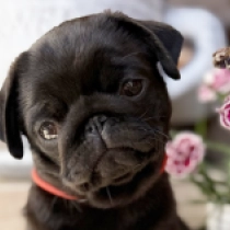 Tinks, black Pug for sale