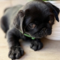 Otis, black Pug for sale