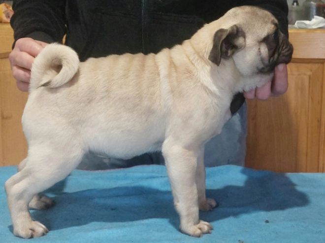 Mops Welpe kaufen