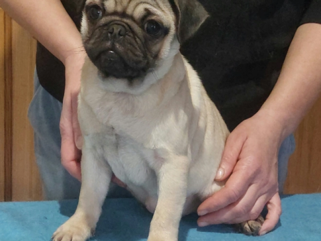 Mops Welpe kaufen
