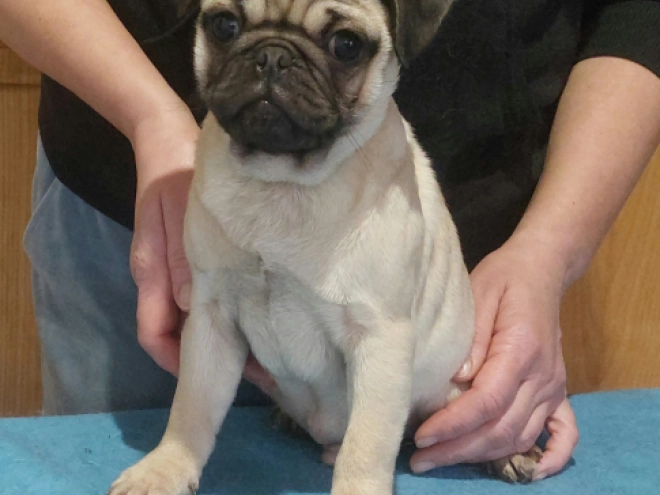Mops Welpe kaufen