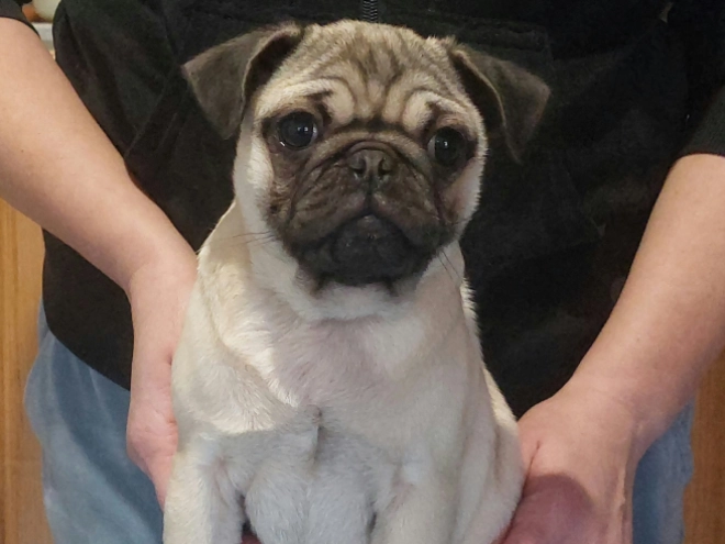 Mops Welpe kaufen