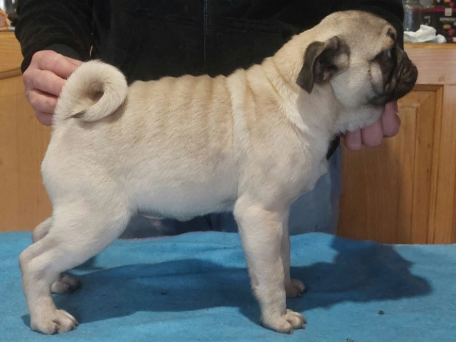 Mops Welpe kaufen