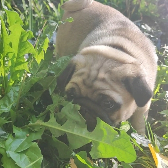 Archie - Pug, EuroPuppy review from United States