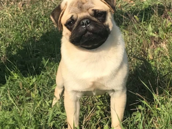Perros Carlino en venta