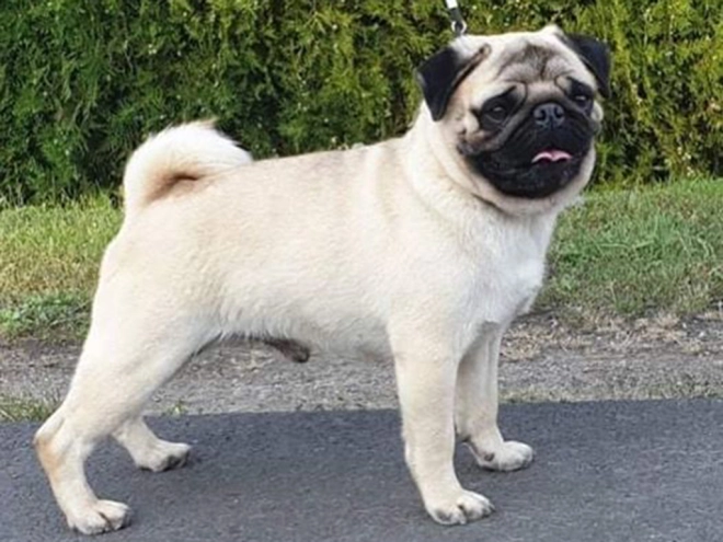 Perros Carlino en venta