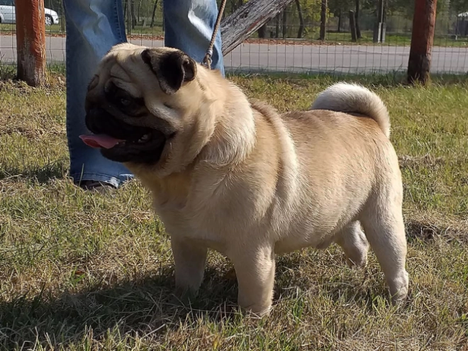 Perros Carlino en venta
