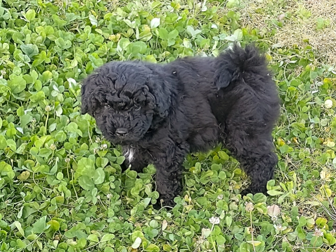 Puli Welpe kaufen