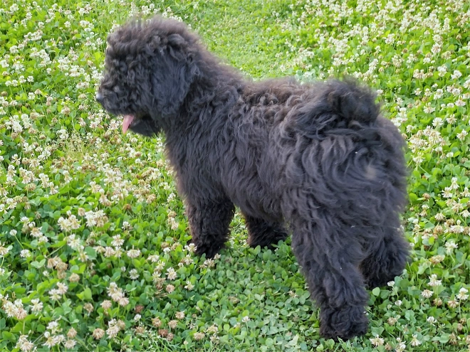 Puli Welpe kaufen