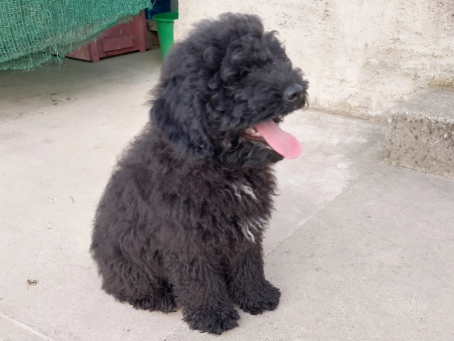 Puli Welpe kaufen