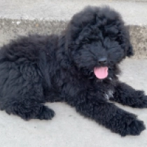 Ali, black Puli for sale