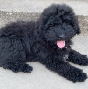 Puli puppy for sale