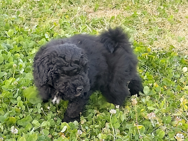 Puli Welpe kaufen