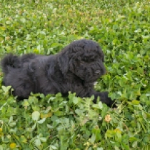 Ali, black Puli for sale