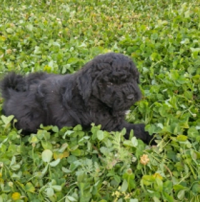 Puli puppy for sale