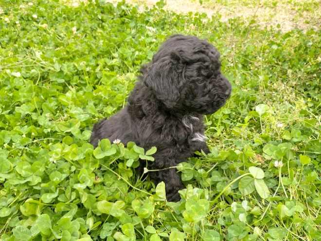 Puli Welpe kaufen