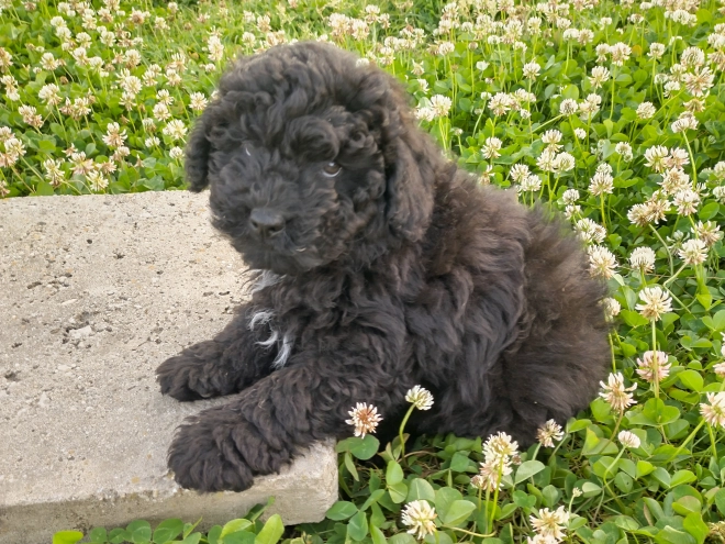 Puli Welpe kaufen