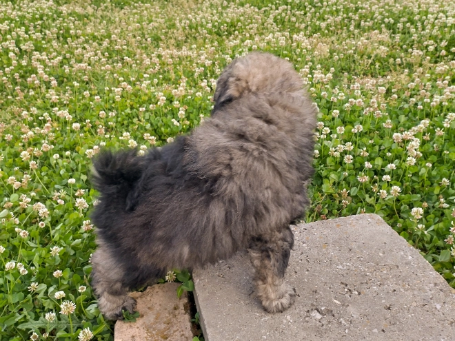 Puli Welpe kaufen