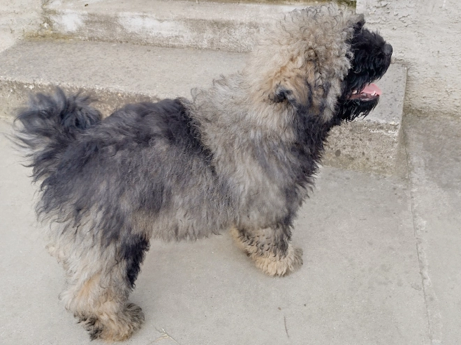 Puli Welpe kaufen
