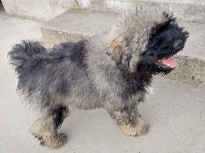 Puli Welpe kaufen
