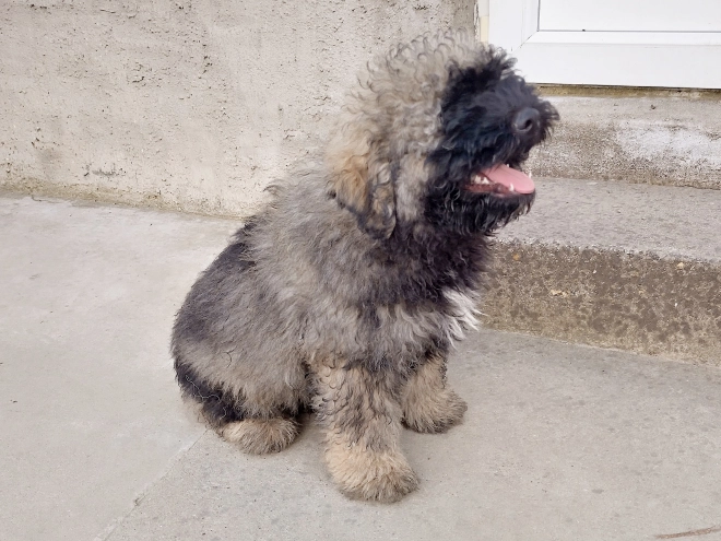 Puli Welpe kaufen