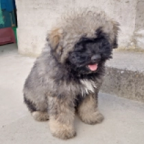 Avar, fawn with black mask Puli for sale