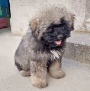 Puli puppy for sale