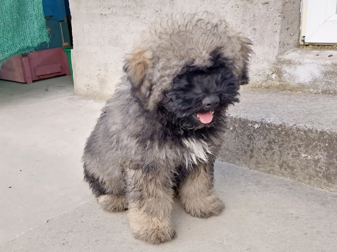 Puli Welpe kaufen